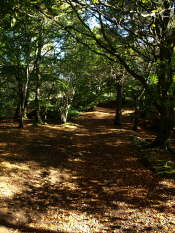 Footpath