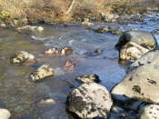 Glen Artney, Perthshire (36)