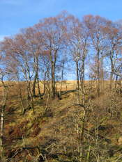 Glen Artney, Perthshire (58)