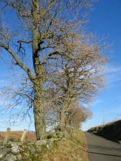Glen Artney, Perthshire (6)