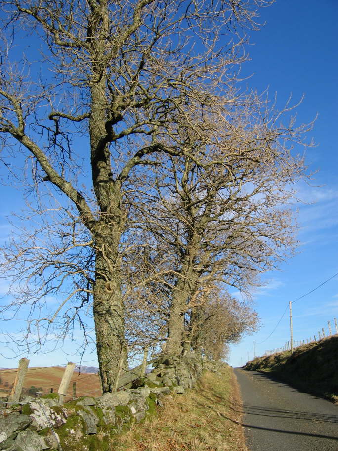 Glen Artney, Perthshire (6)